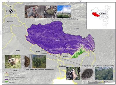 Geographic and environmental impacts on gut microbiome in Himalayan langurs (Semnopithecus schistaceus) and Xizang macaques (Macaca mulatta vestita)